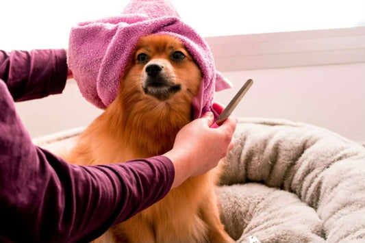 Pet Care & Tips