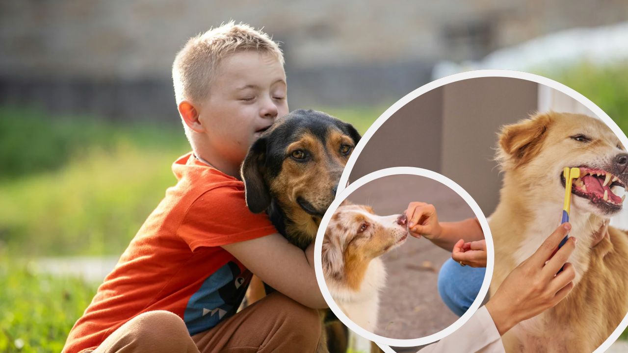 Premium Dogs Products