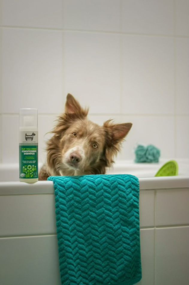 Pet Skin & Coat Care